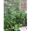 Unbranded mugwort herb - live plant- cây ngải cứu giống