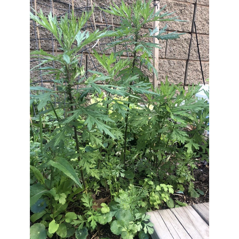 Unbranded mugwort herb - live plant- cây ngải cứu giống
