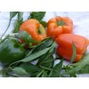 Frontier Seed Co USA California Wonder bell pepper seeds NON-GMO
