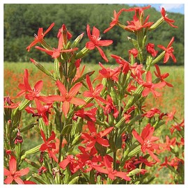 Everwilde Farms - 150 Royal Catchfly Native Wildflower Seeds - Gold Vault Jumbo Seed Packet