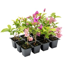 12 Purple Bougainvillea, Live Plants (Bougainvillea Brasiliensis) – Vibrant Purple Blooms, Thriving in 2.5" Nursery Cubes