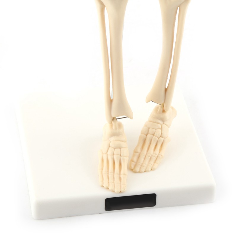 1pc Human Skeleton Anatomical Model Medical Anatomical Teaching Tool With