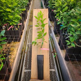 Tree Pineapple Orange Tree - 20-28" Tall - Live Plant - Grafted - Citrus - Gallon Pot