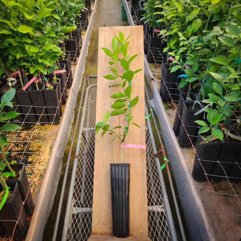 Tree Pineapple Orange Tree - 20-28" Tall - Live Plant