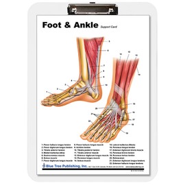 Blue Tree Publishing Foot and Ankle Anatomical Chart Clipboard 9 * 13.25inch, dry erase, insert replaceable