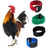 2Pcs Black Anti Crowing Collar Adjustable Rooster Cockerels Anti-Hook No