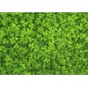 1000 Piece Jigsaw Puzzle with Four Leaf Clover - Impossible