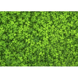 1000 Piece Jigsaw Puzzle with Four Leaf Clover - Impossible Impuzzibles - 66 cm x 50 cm - Irish Inspired Jigsaw Puzzle, Perfect St Patrick's Day Gift for Adults