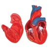 3B Scientific Human Anatomy - Classic Heart Model, 2 Pieces