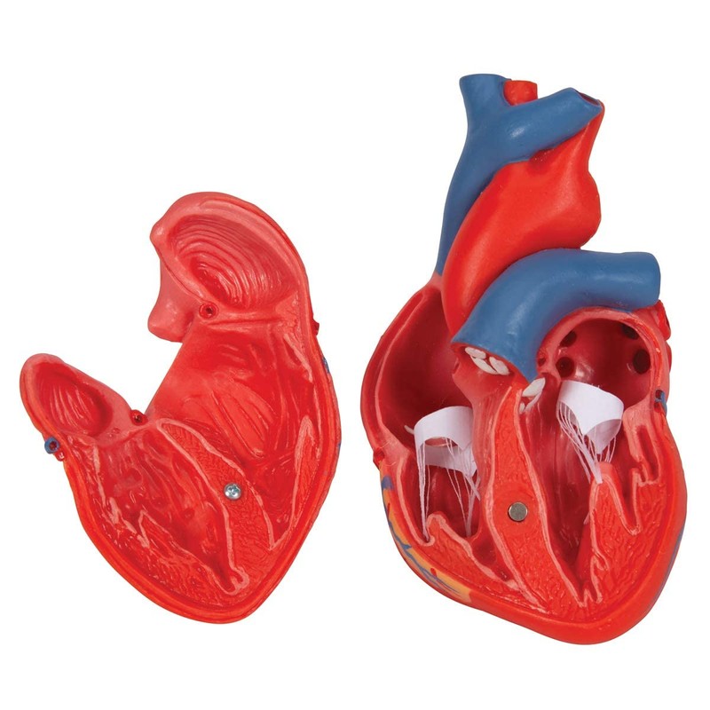 3B Scientific Human Anatomy - Classic Heart Model, 2 Pieces