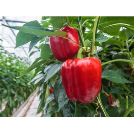 Spicy and Sweet Pepper Seeds Collection, 200 Seeds, 4 Heirloom Non-GMO Varieties. (Capsicum annuum) Big Red Sweet Bell, Green Hot Jalapeno, Orange Hot Habanero, Yellow Sweet Banana Peppers.