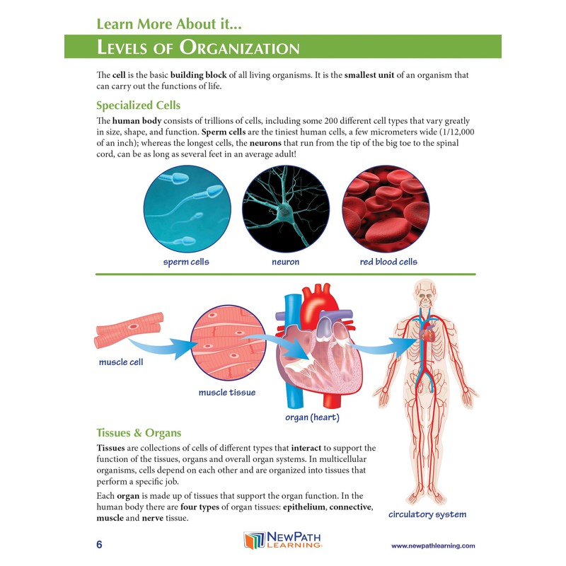 NewPath Cell Organization 3-D Model Making Kit - Individual Student