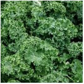 Dwarf Siberian Kale, 350 Sees, Non-GMO Open Pollinated Heirloom Dwarf Siberian Kale Seeds