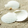Scallop Shells Approx. 2.2 - 2.8 inches (5 - 7