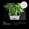 Cole & Mason Self-Watering Indoor Herb Garden Planter - Pot