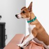 Dogline Biothane Waterproof Dog Collar Strong Coated Nylon Webbing with