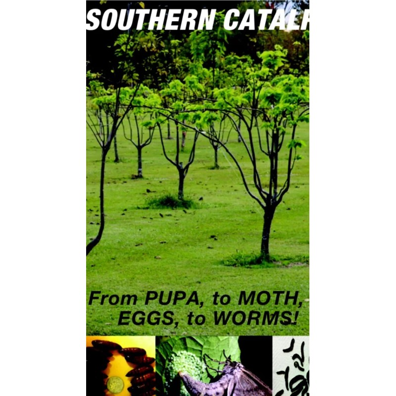 Catalpa, Southern Catalpa Tree Seeds, (For Raising Catalpa Worms) Catfish