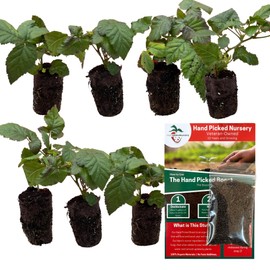 Prime-Ark Freedom Thornless BlackBerry Plants - Free Plant Boost Included - Established Root Systems - an Early Harvest BlackBerry Variety! (7)