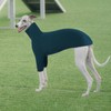 Whippet Jumper, Shirt Whippet Turtleneck Pullover, Italian Greyhound Coat, Italian