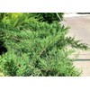 Kallay Juniper - 10 Live Plants - Juniperus Chinensis -
