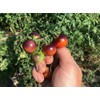 Blue Berries Blueberries Cherry Heirloom Tomato Premium Seeds for Planting