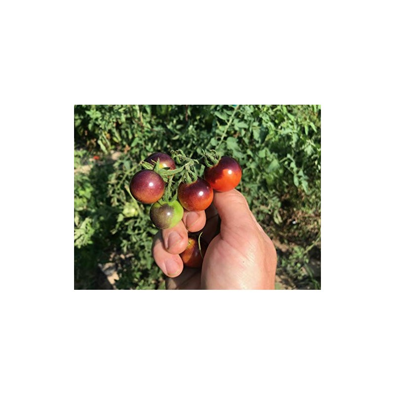 Blue Berries Blueberries Cherry Heirloom Tomato Premium Seeds for Planting