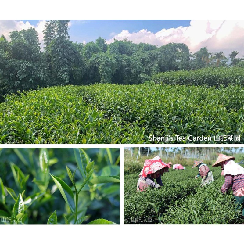 SHANJICHA Alishan Jin-Xuan Oolong Tea 山記京華阿里山金萱烏龍茶 (Taiwan Oolong Tea台灣烏龍茶)