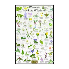 Wisconsin Woodland Wildflower Identification Chart | Picture ID Poster for Common Forest Flowers (8" x 12")