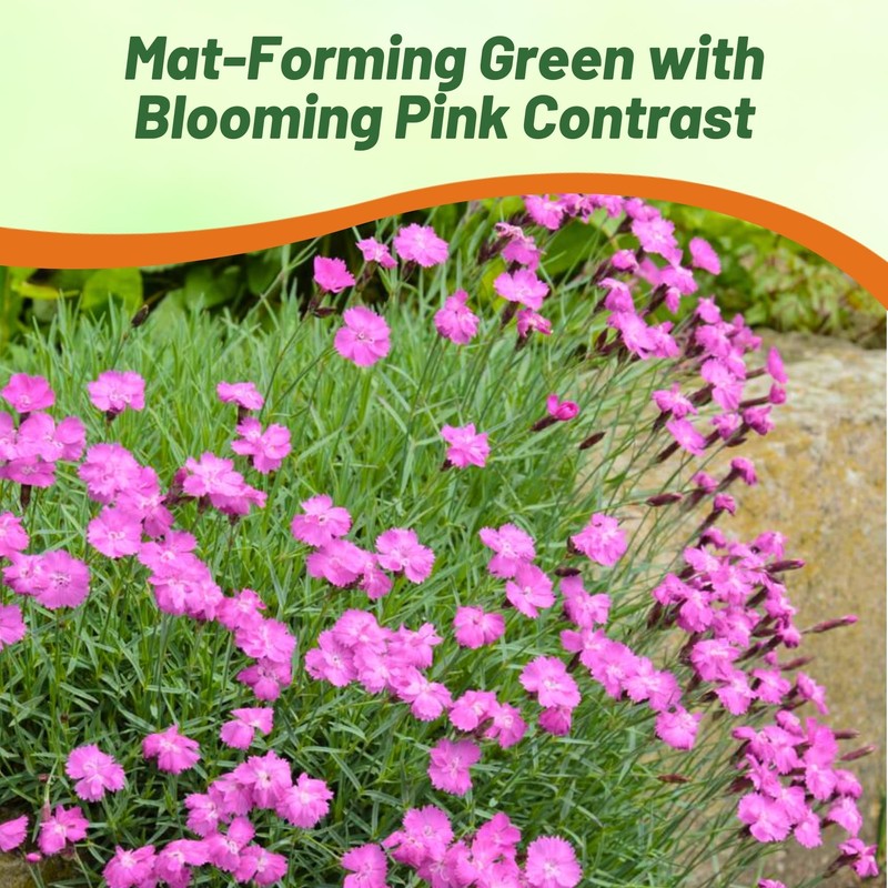 Outsidepride Cheddar Pink Dianthus Seeds for Planting - 2000 Pcs