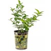Garden State Bulb Persian Lime Tree, Citrus Live Plant (1