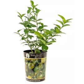 Garden State Bulb Persian Lime Tree, Citrus Live Plant (1 Gallon Potted)
