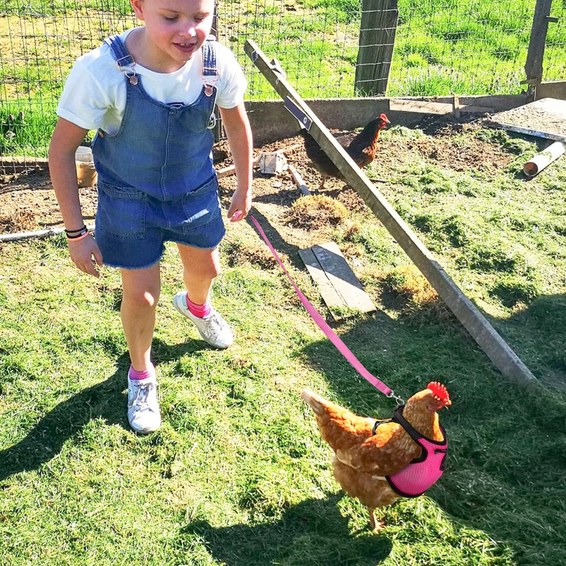 Adhafera Chicken Harness (Pink, L)