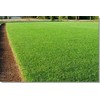 Lesco Double Eagle Perennial Ryegrass Seed Blend (1 Lb.)