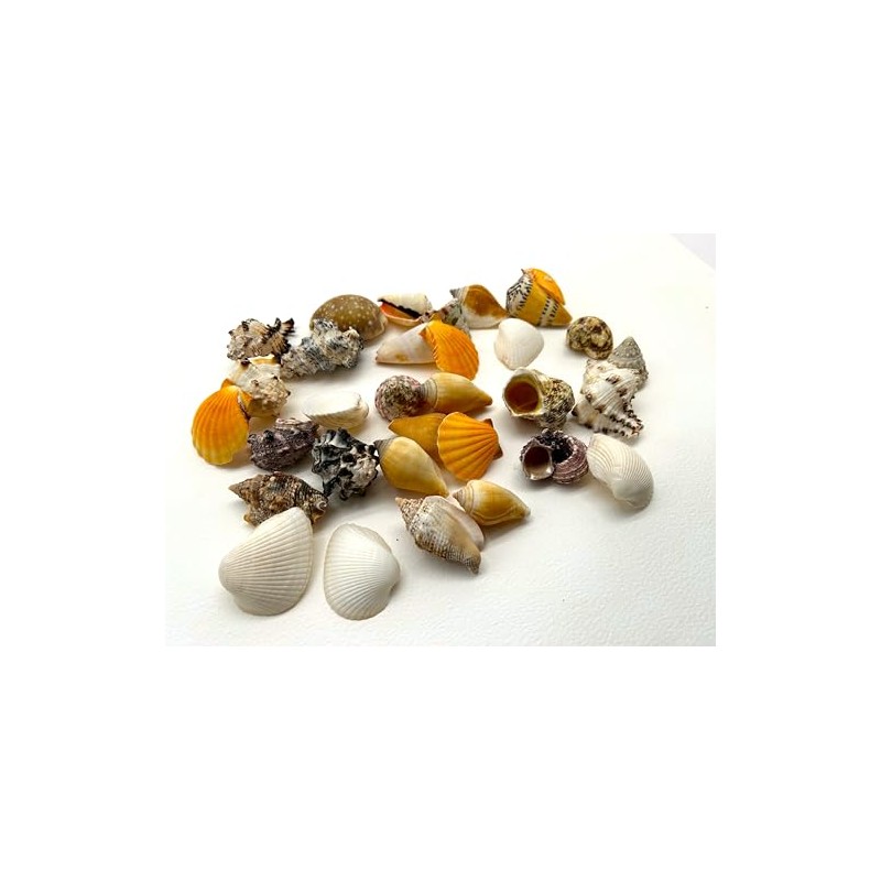 Sea shells large | 500 grams bag (over 30 shells)