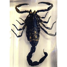 44mm Real Black Scorpion in Crystal Clear Lucite Resin Crafts Specimen Preserved Various Animal Insect Bug Taxidermy Collection for Biology Science Education & Desk Ornament Display Supplies
