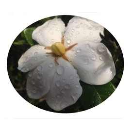 KLEIMS Daisy Gardenia Bush Live Plant Hardy Intensely Fragrant Single White Flowers Starter Size 4 Pot Emeralds TM