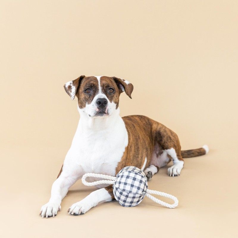 Fringe Studio "Pulling You in Painted Gingham 3D Canvas Dog