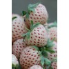 White Soul Alpine Strawberry 30 Seeds - Fragaria