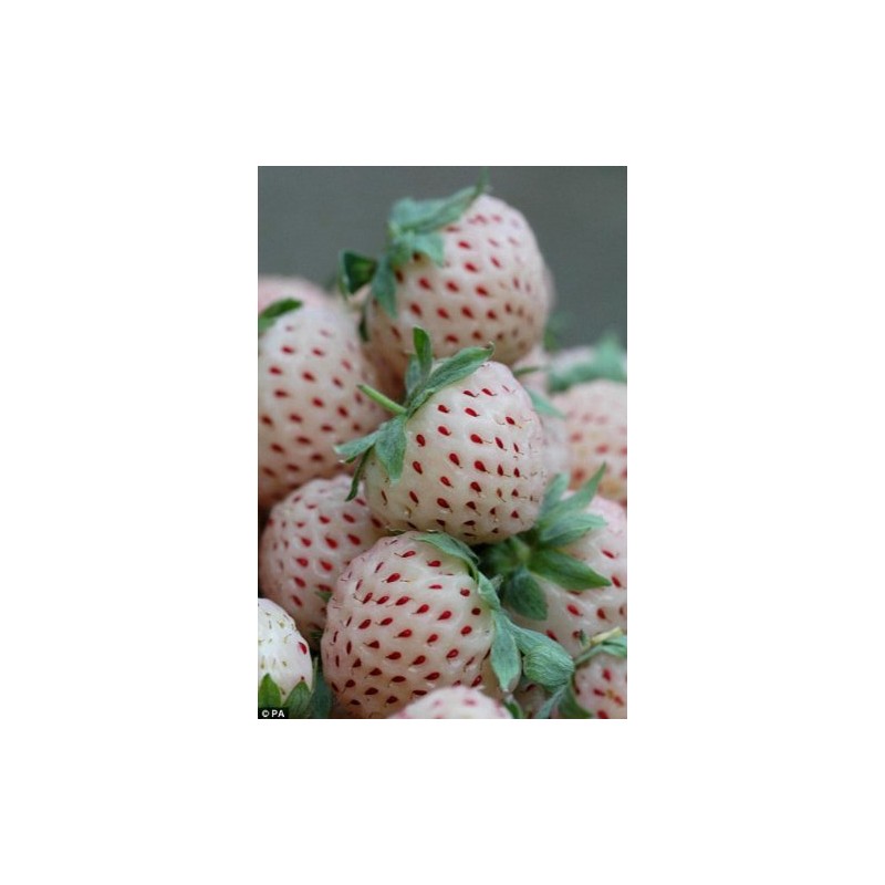White Soul Alpine Strawberry 30 Seeds - Fragaria