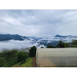 Coffee Bean Corral Green Unroasted coffee beans 5 pounds Colombia Pink Bourbon Honey Process