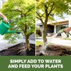 Japanese Maple Fertilizer – Liquid Plant Food for Vibrant Color,
