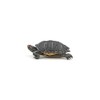PAPO - Realistic Florida Turtle Figure - Ages 3+ -