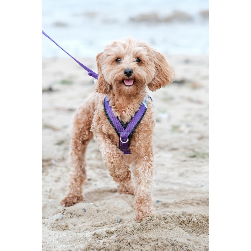 Gencon Airmesh Harness Medium Black