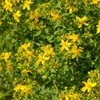 Outsidepride St. John's Wort Seed - 2000 Pcs. Perennial, Drought