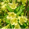 300 Weigela Seeds Lemon Color Repeat Blooming Shrub Rare Variety