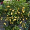 Eureka Live Fruit Tree Lemon Eureka Growers Choice Starter Seedling