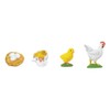 TimeTEX - Chicken Life Cycle | Detailed Development Stages for