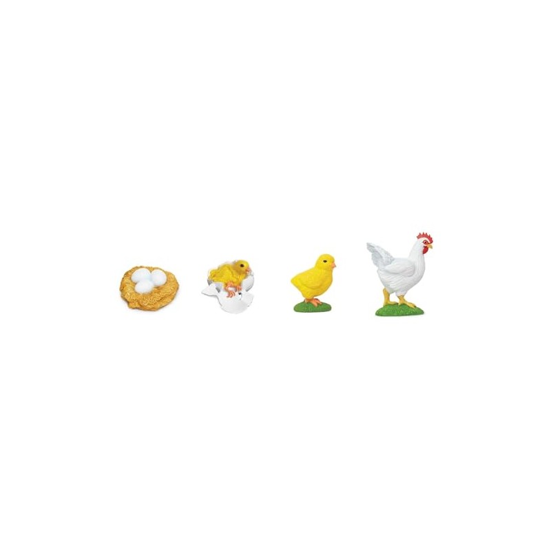 TimeTEX - Chicken Life Cycle | Detailed Development Stages for