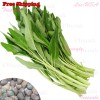 Treevale Thai Water Spinach SEEDS - White Stem | Ong Choy Kangkong Kong Xin Cai Seeds - ~600 Seeds or 1 OZ