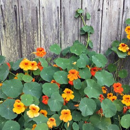 Nasturtium, Jewel Mix (Tropaeolum majus) 100 Seeds (14 Grams) - Edible Flowers and Leaves - Spicy Flavor - Pepper Substitute - Easy-to-Grow